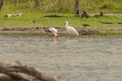 View of birds on the beach