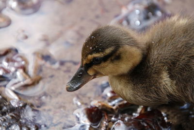 Close-up of a bird