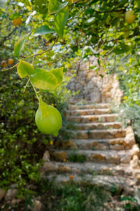 Close-up of plant growing on tree