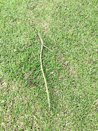 High angle view of lizard on field