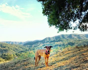 Portrait of dog on landscape against sky