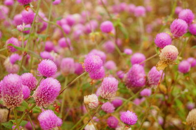 Close-up of pink flowering plants on field