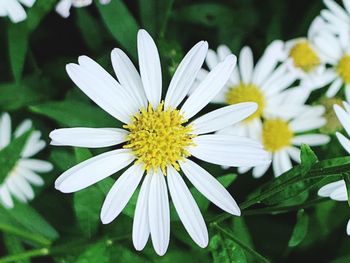 Close-up of white and yellow flower