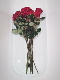 Close-up of red rose in vase against white background