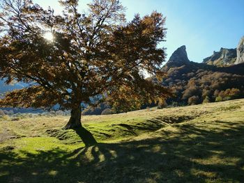 Trees on landscape against clear sky
