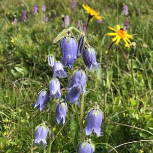 Close-up of purple flowering plant on field