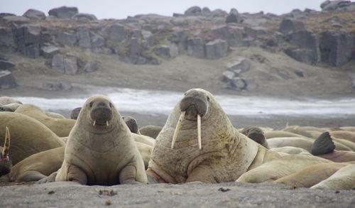 View of walrus on the beach