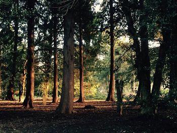 Trees in forest