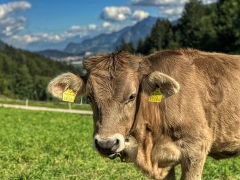 Cows in a field