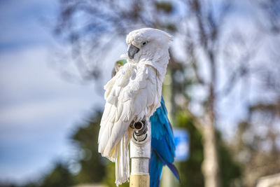 Low angle view of bird perching on wooden post