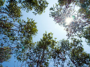 Low angle view of sunlight streaming through trees in forest