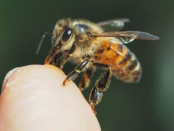 Close-up of bee on hand