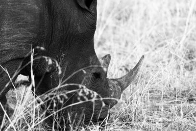 View of a horse grazing in field