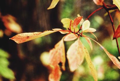 Close-up of flowering plant