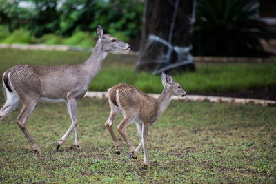 Deer on grassy field