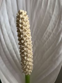 High angle view of bread on plant