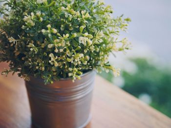 Close-up of pot plant on table