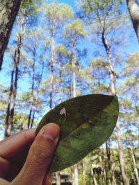 Close-up of hand holding autumn tree in forest