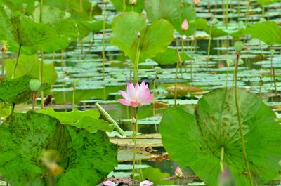 Pink lotus water lily in lake