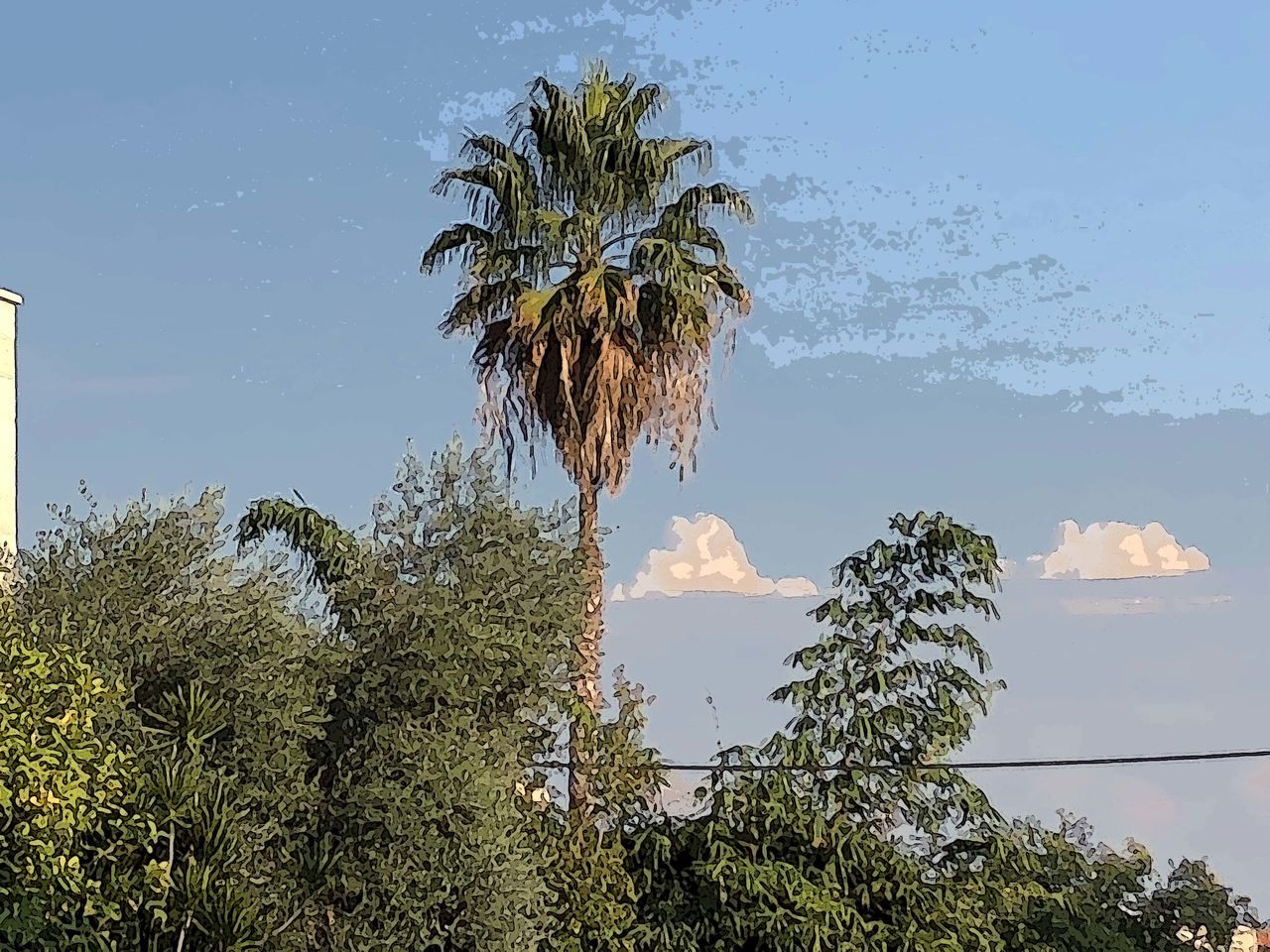 LOW ANGLE VIEW OF PALM TREE AGAINST SKY