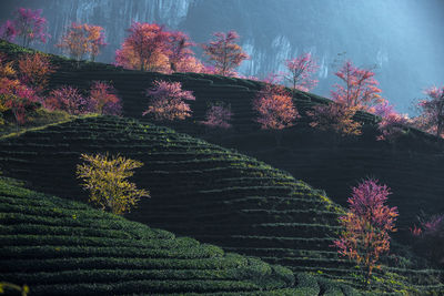 High angle view of trees on field during autumn