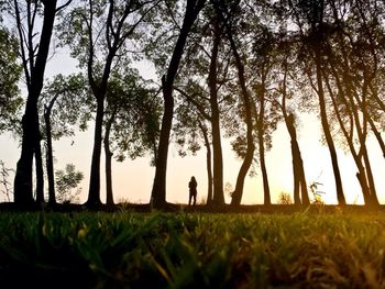 Trees on grassy field