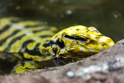 Close-up of lizard