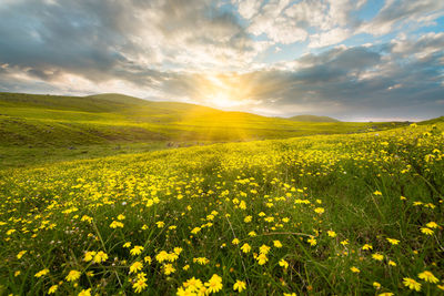 Scenic view of yellow flower field against sky