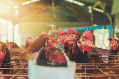 Flock of birds in farm