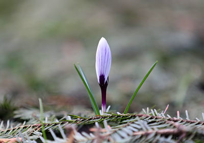 Close-up of purple crocus flower