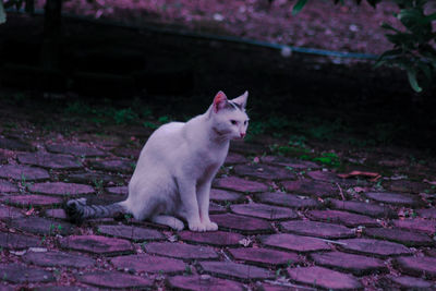 Cat sitting on footpath