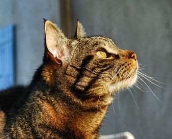 Close-up of a cat looking away