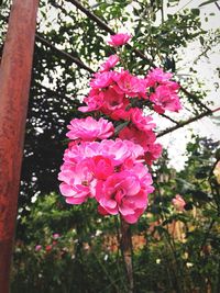 Close-up of pink flowers blooming on tree