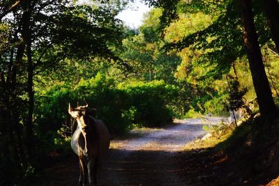 Horse cart on road by trees in forest