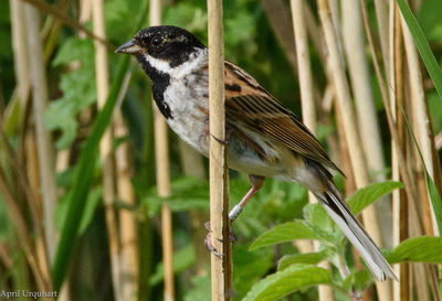 Close-up of bird perching on plant