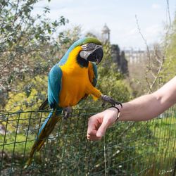 Cropped hand touching gold and blue macaw