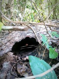 High angle view of snake on plant