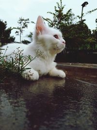 Close-up of a cat looking away