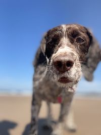 Close-up portrait of a dog