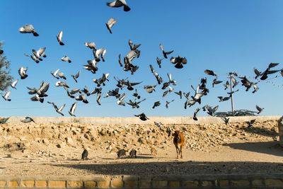 Flock of birds flying against clear sky