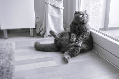 Cat relaxing on floor at home