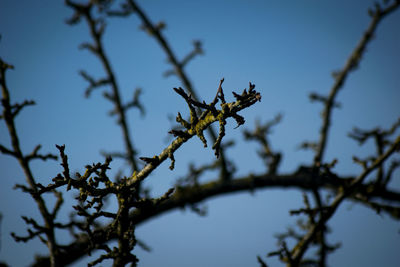 Low angle view of flowering plants against sky