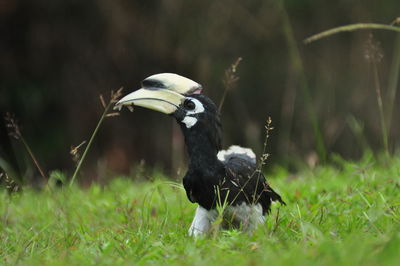 View of a bird on land