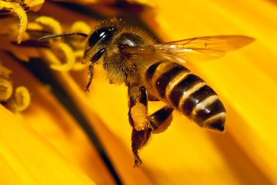 Close-up of bee pollinating on yellow flower