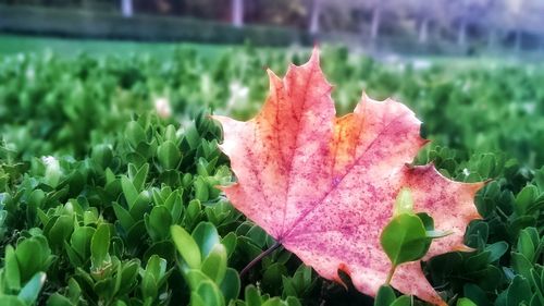 Close-up of red flowers
