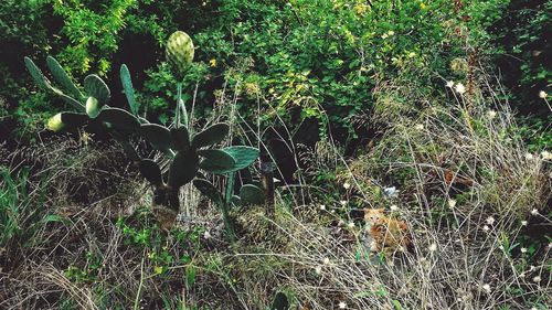 Plants growing on field in forest