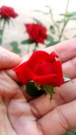 Close-up of hand holding red rose