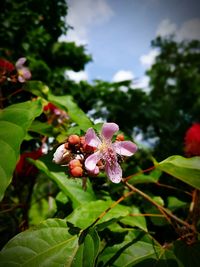 Close-up of pink flowers