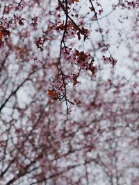 Close-up of cherry blossoms in spring