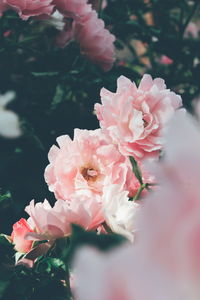 Close-up of pink pollinating flower